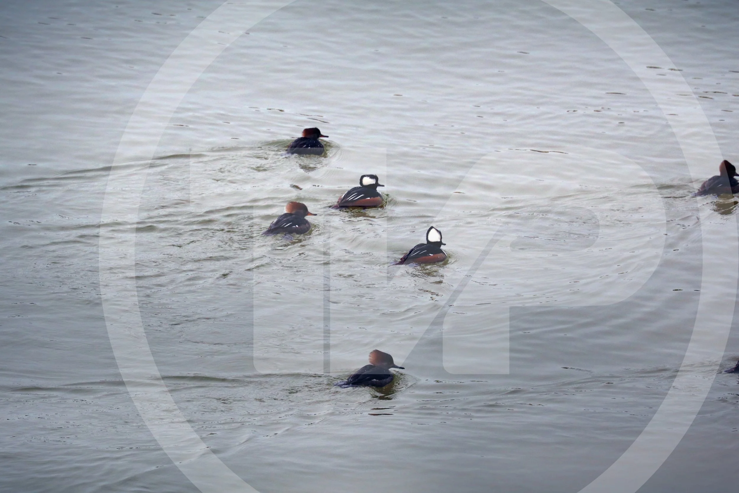 Hooded mergansers swimming on the water's surface