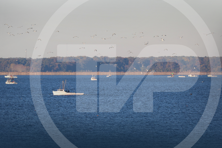 Oster boats working on the water with shore birds flying overhead