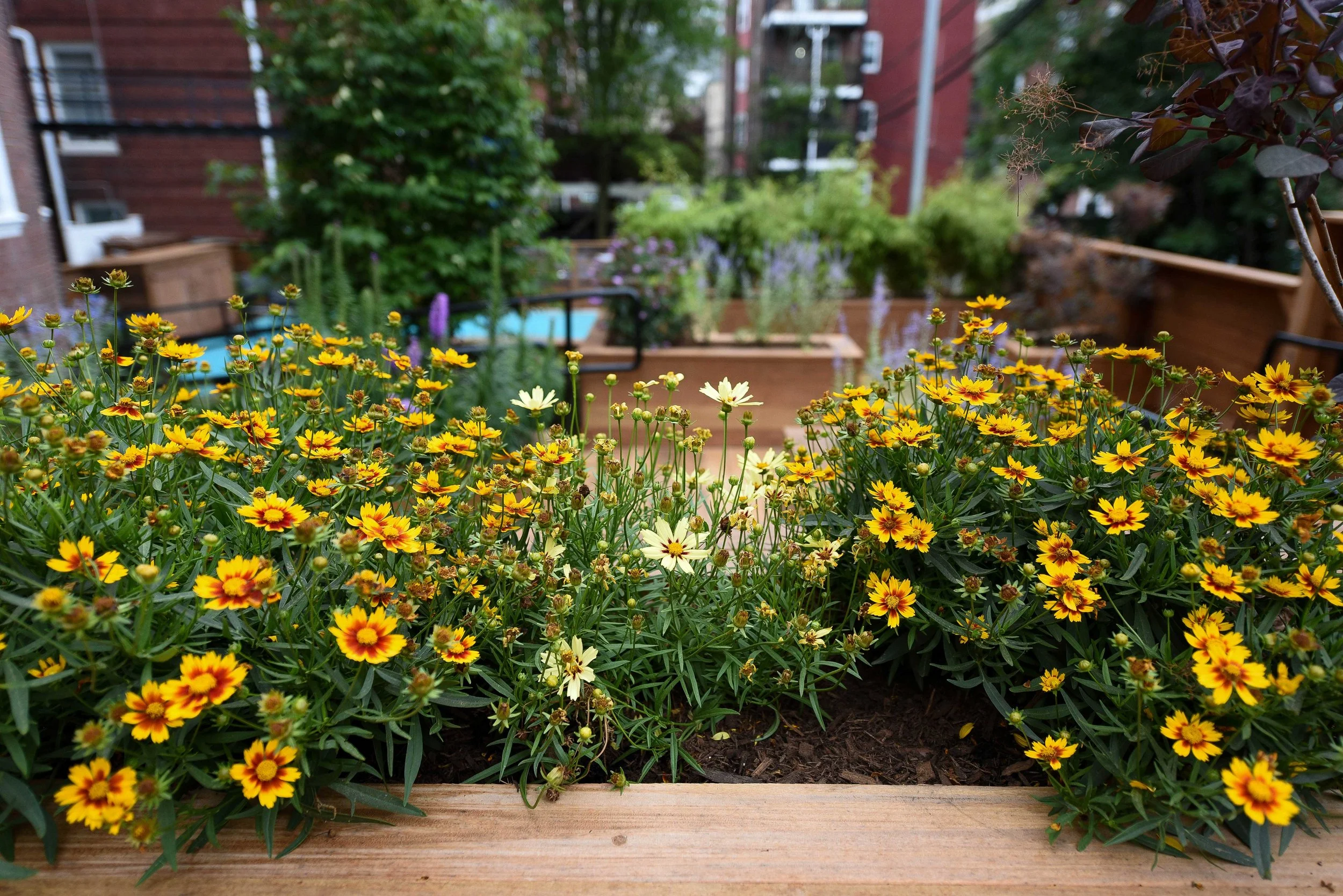 Brookline-Center-for-Community-Mental-Health---BCCMH-Photography-(14).jpg