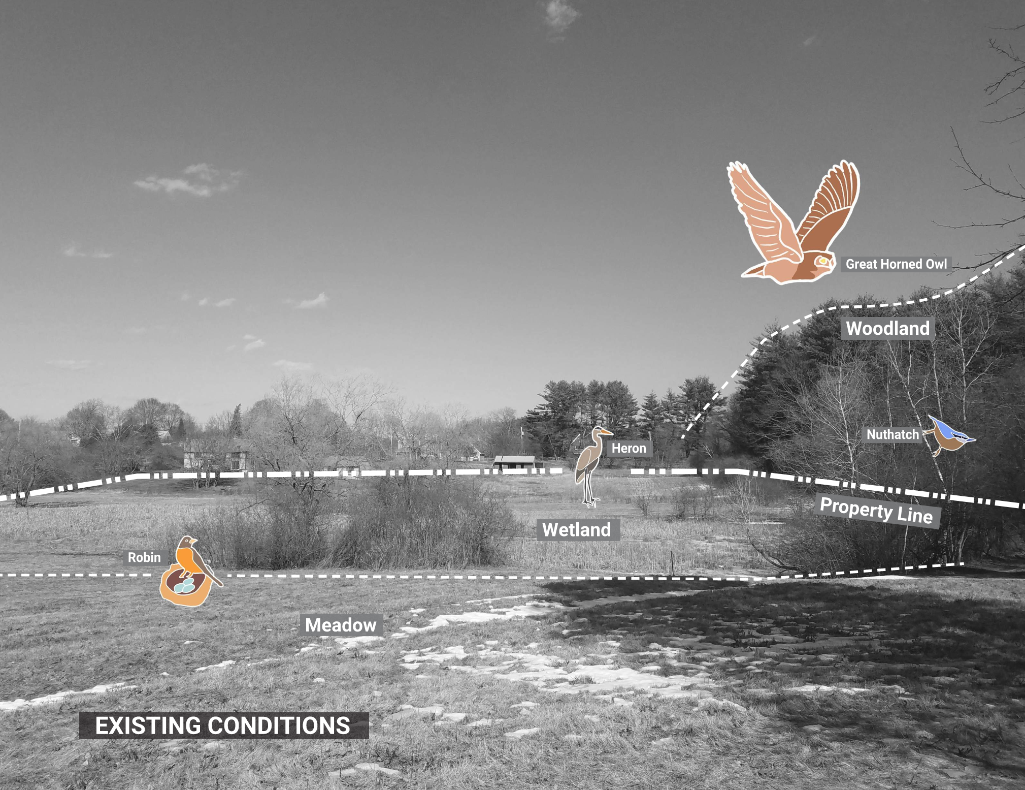 Existing site conditions diagram identifying meadow, wetland, and woodland areas, the property line, and native bird species including robin, heron, nuthatch, and great horned owl.