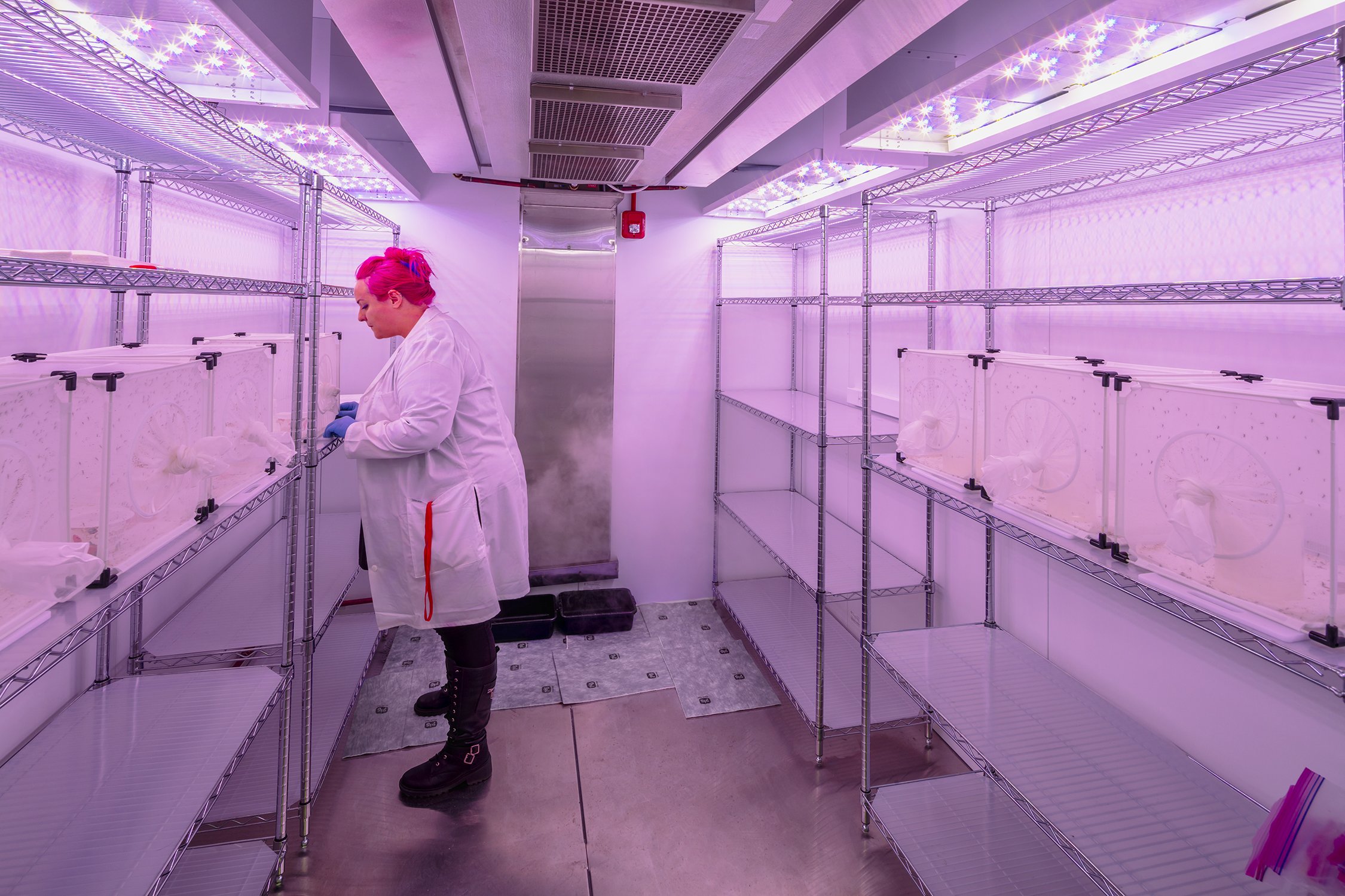 Researcher working in a controlled environment growth chamber at Cornell University.