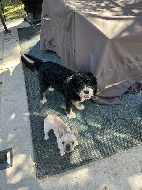 Two dogs outside on a patio, one black and white dog standing on a mat and smiling, a smaller light-colored French Bulldog looking up.