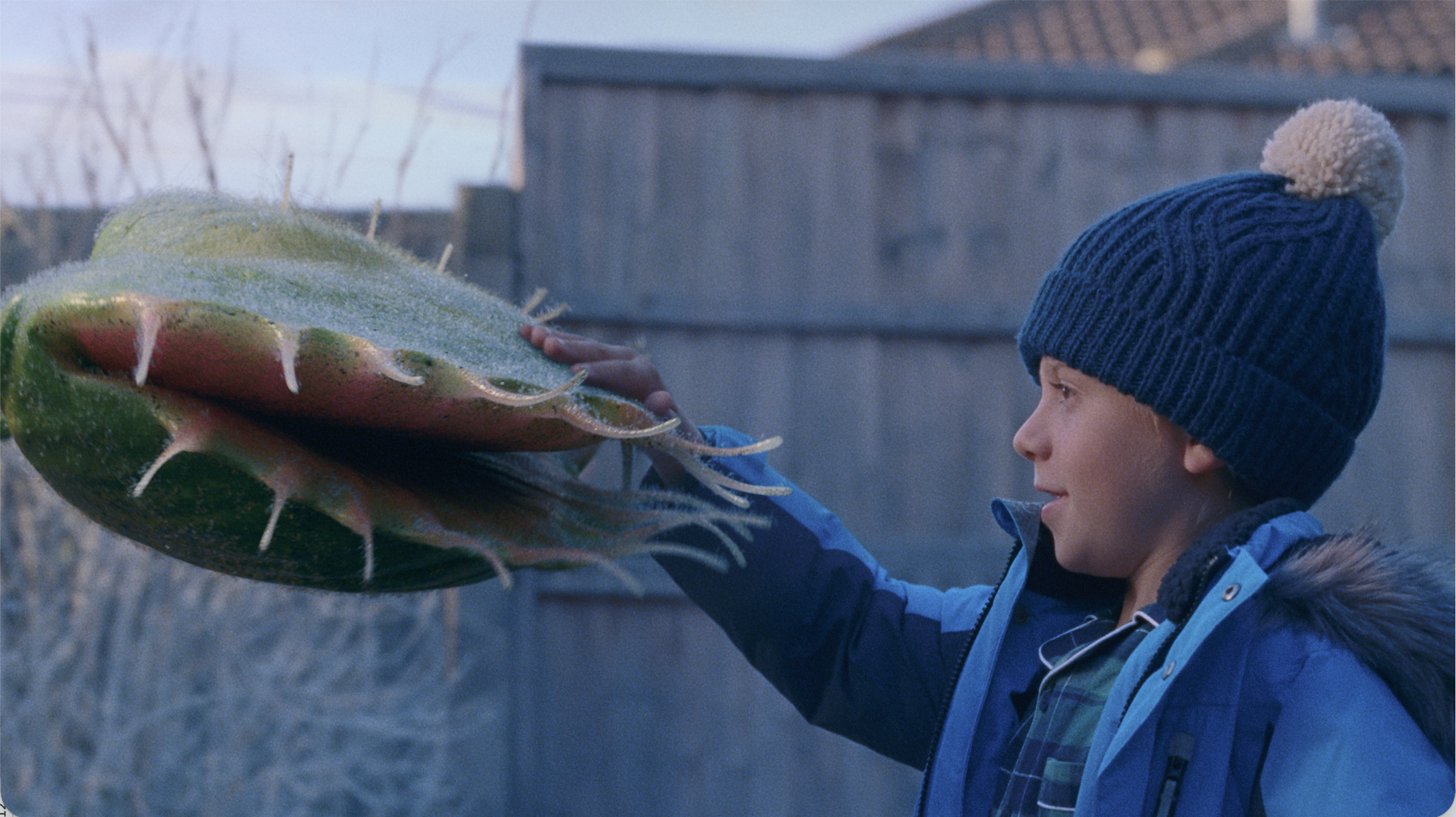 John Lewis - Snapper