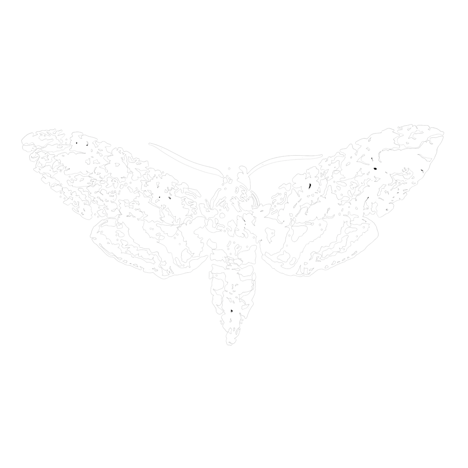 The Moth Anatomy