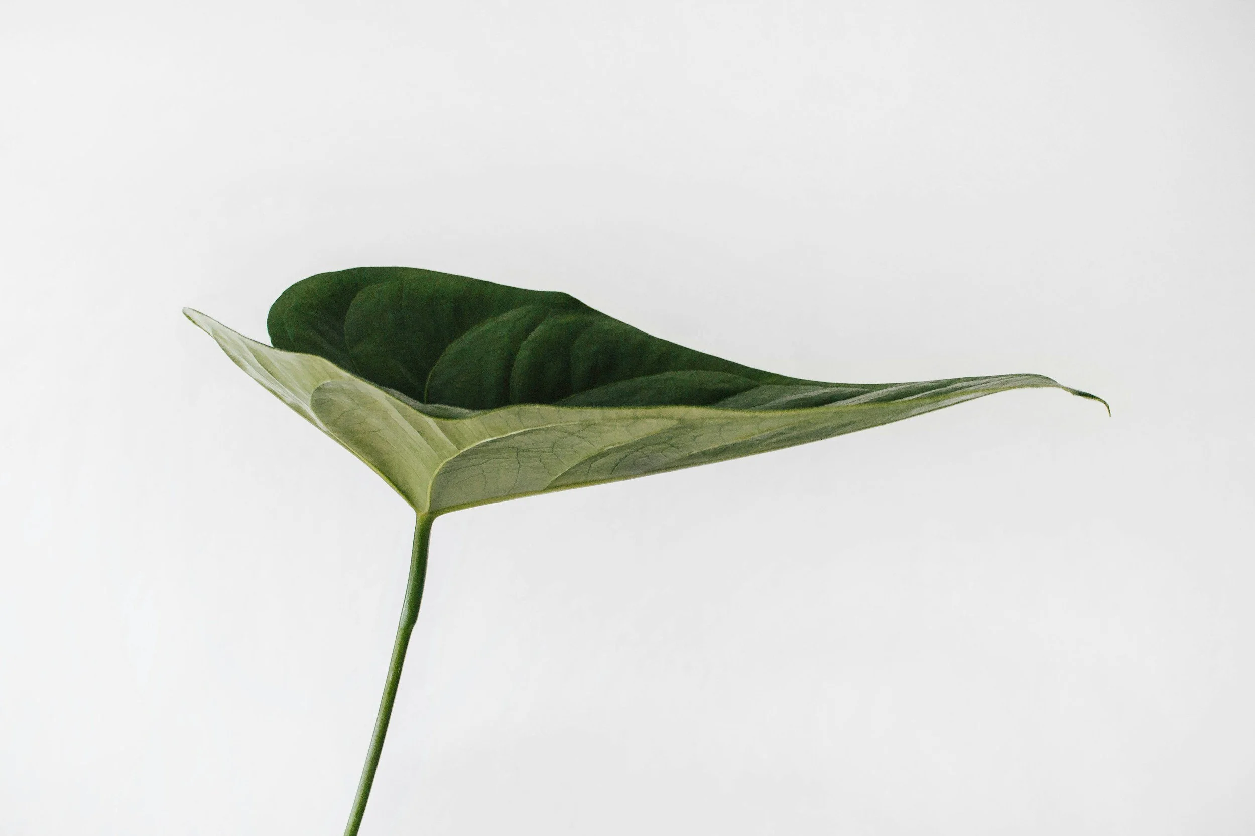 A single green leaf with a light background, showing detailed veins and a smooth texture.