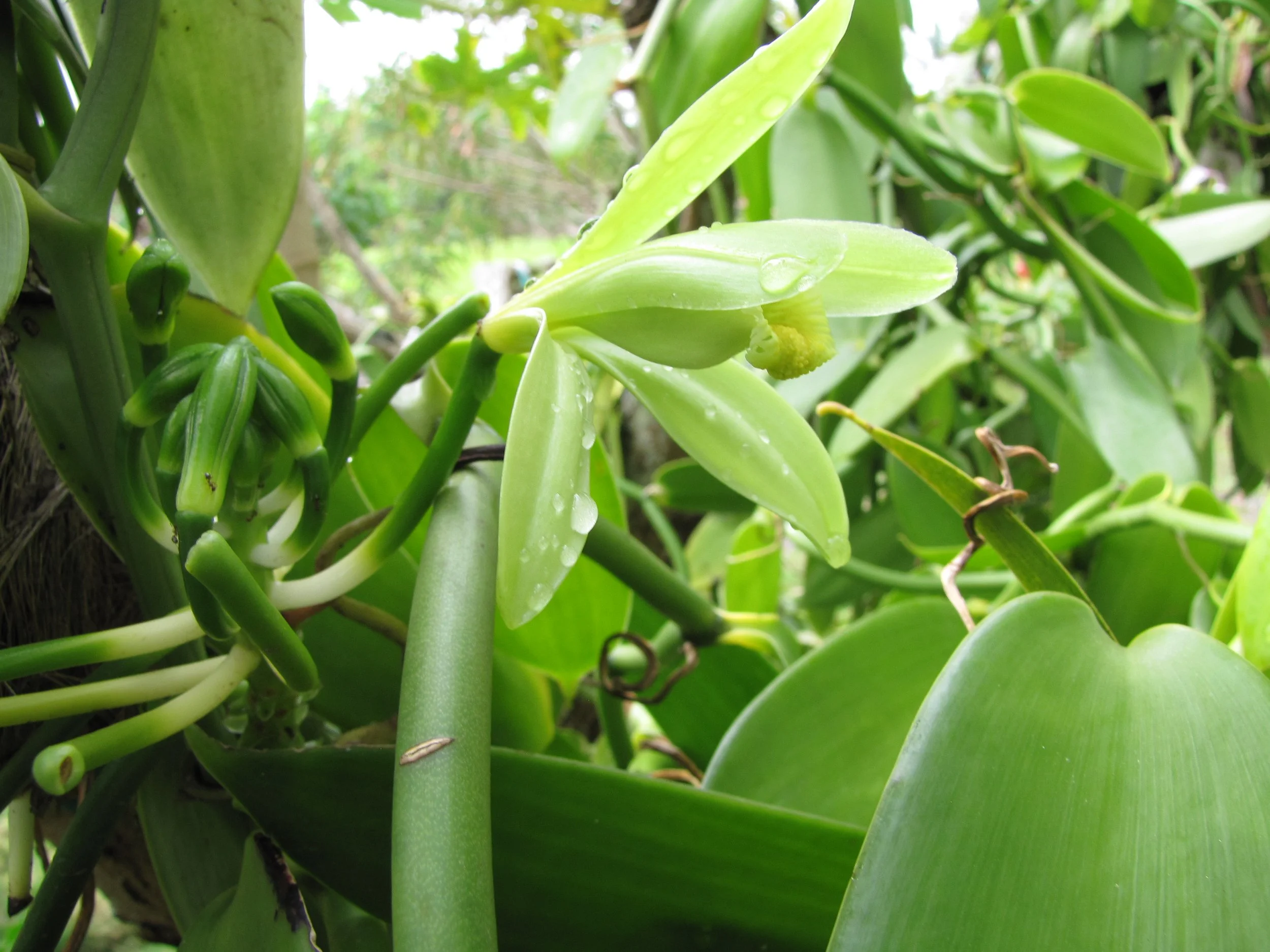 Pale green Vanilla planifolia flower with a yellow-green center, surrounded by green leaves and climbing stems.