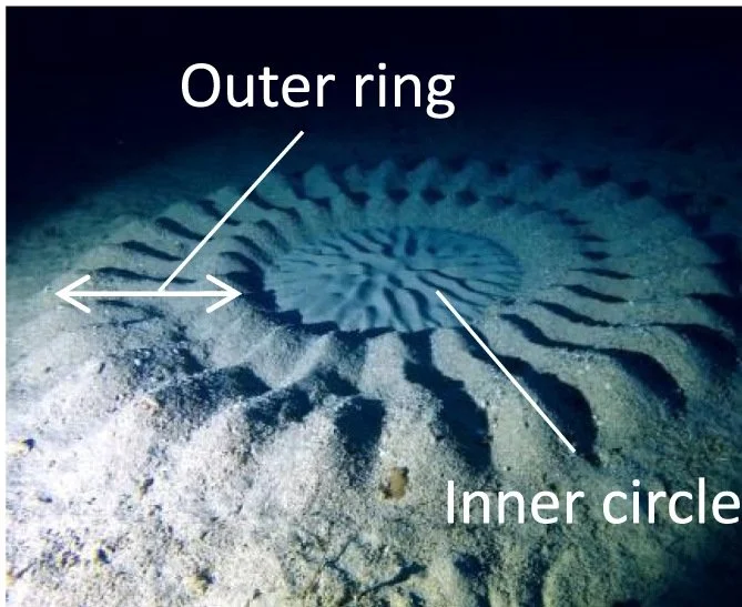 Underwater photograph of a circular sand nest built by a pufferfish, with a ridged outer ring and patterned center labeled by researchers.