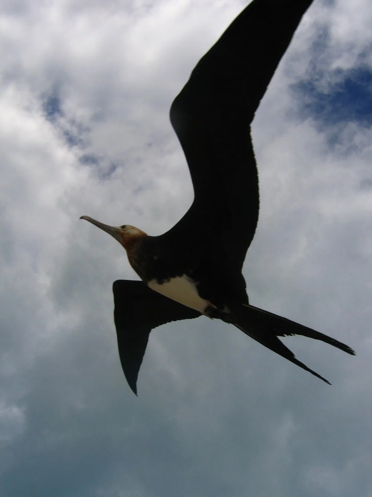 A great frigatebird glides overhead against a cloudy sky, showing its long wings and deeply forked tail.