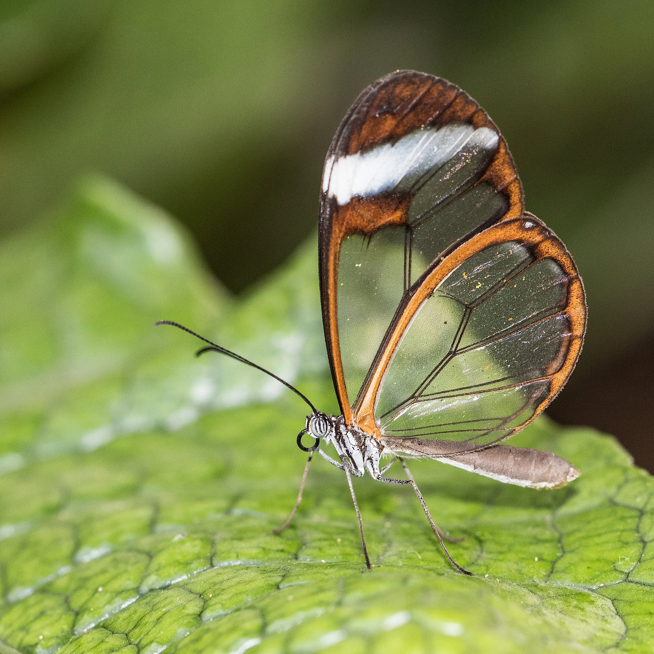 Glasswing butterfly resting on a green leaf, with transparent wings edged in orange-brown and a white band near the tip.