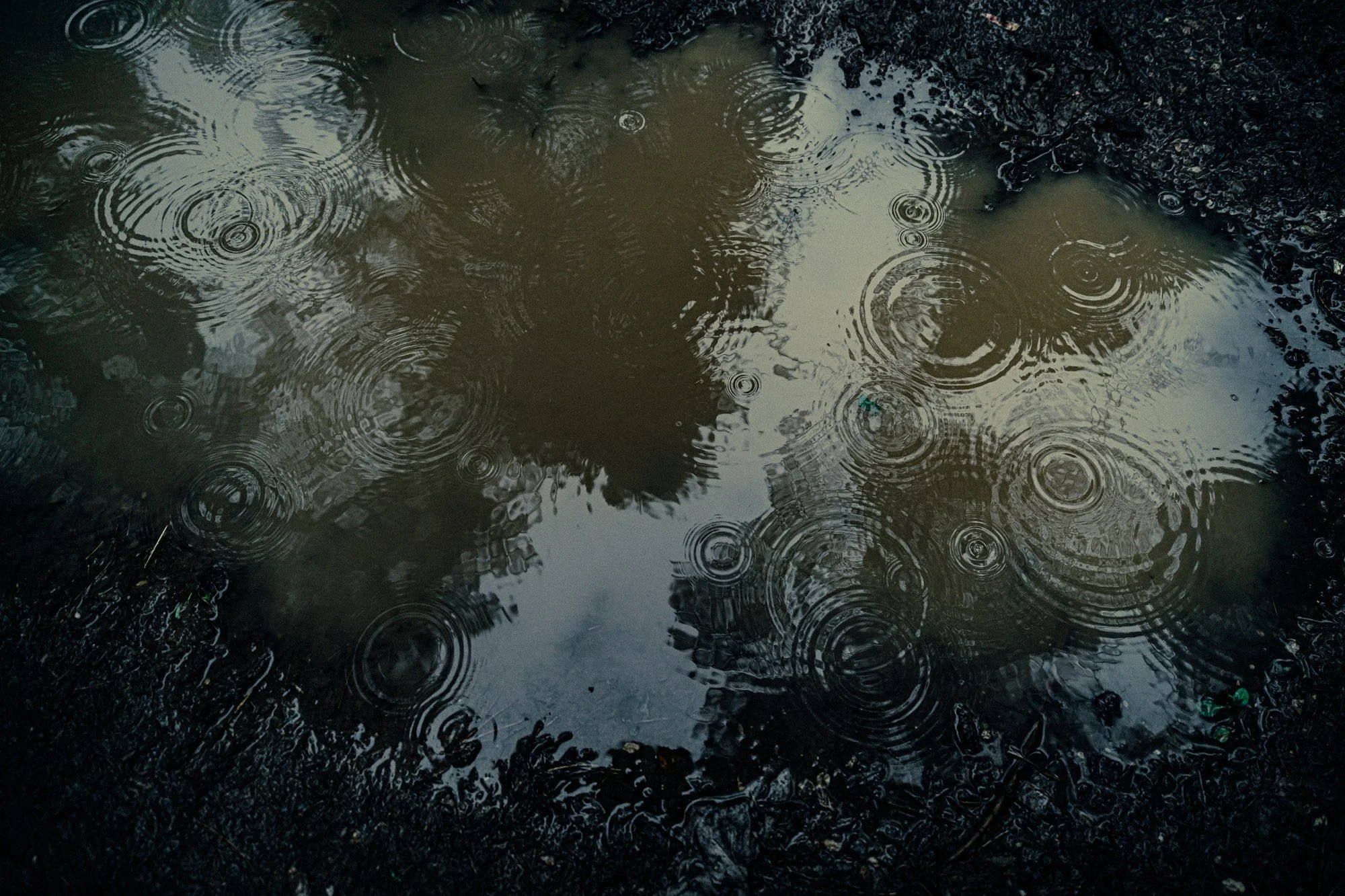 Raindrops make overlapping circular ripples in a muddy puddle reflecting nearby trees.