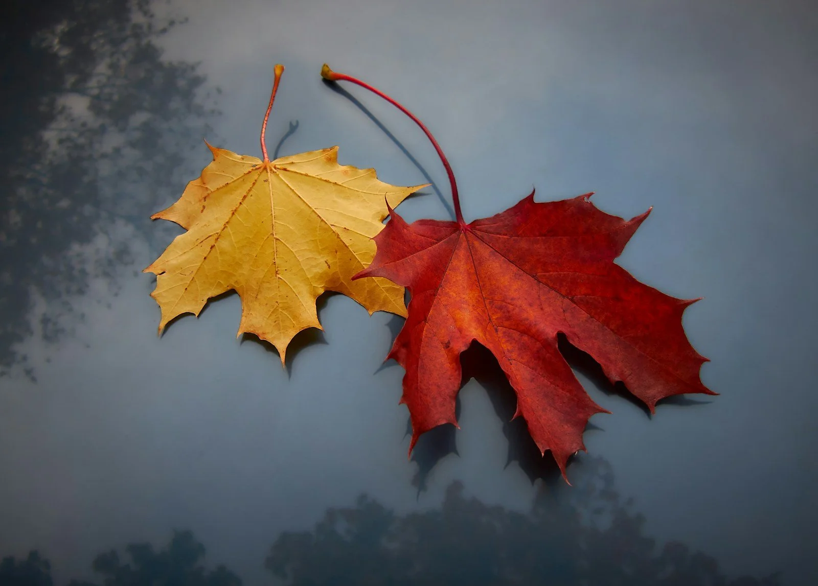 Autumn tree leaves in brilliant shades of red, orange, and golden yellow.