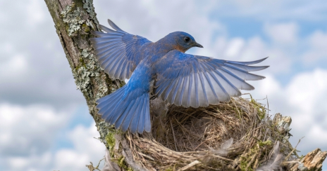 A Vision of an Empty Nest