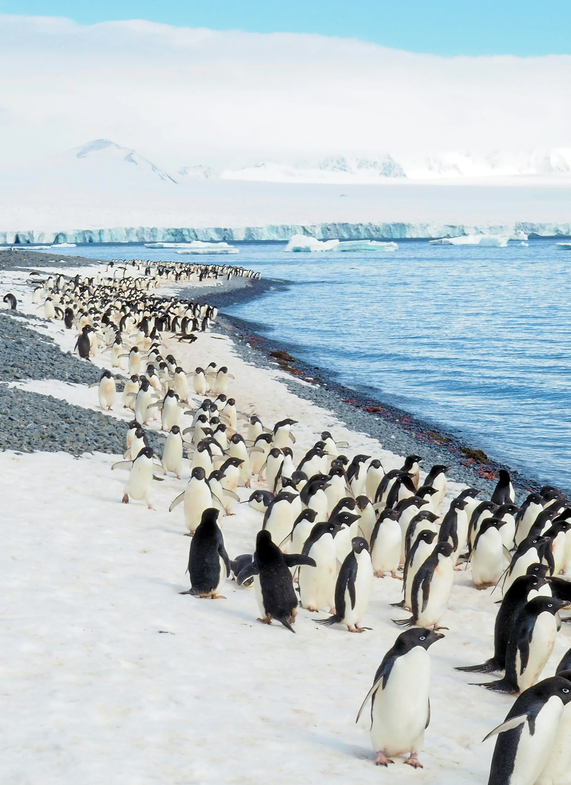 A large group of penguins standing on an icy beach near the water, with icebergs floating in the ocean and snow-covered mountains in the background under a blue sky.