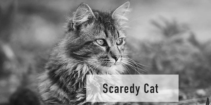 Scaredy Cat