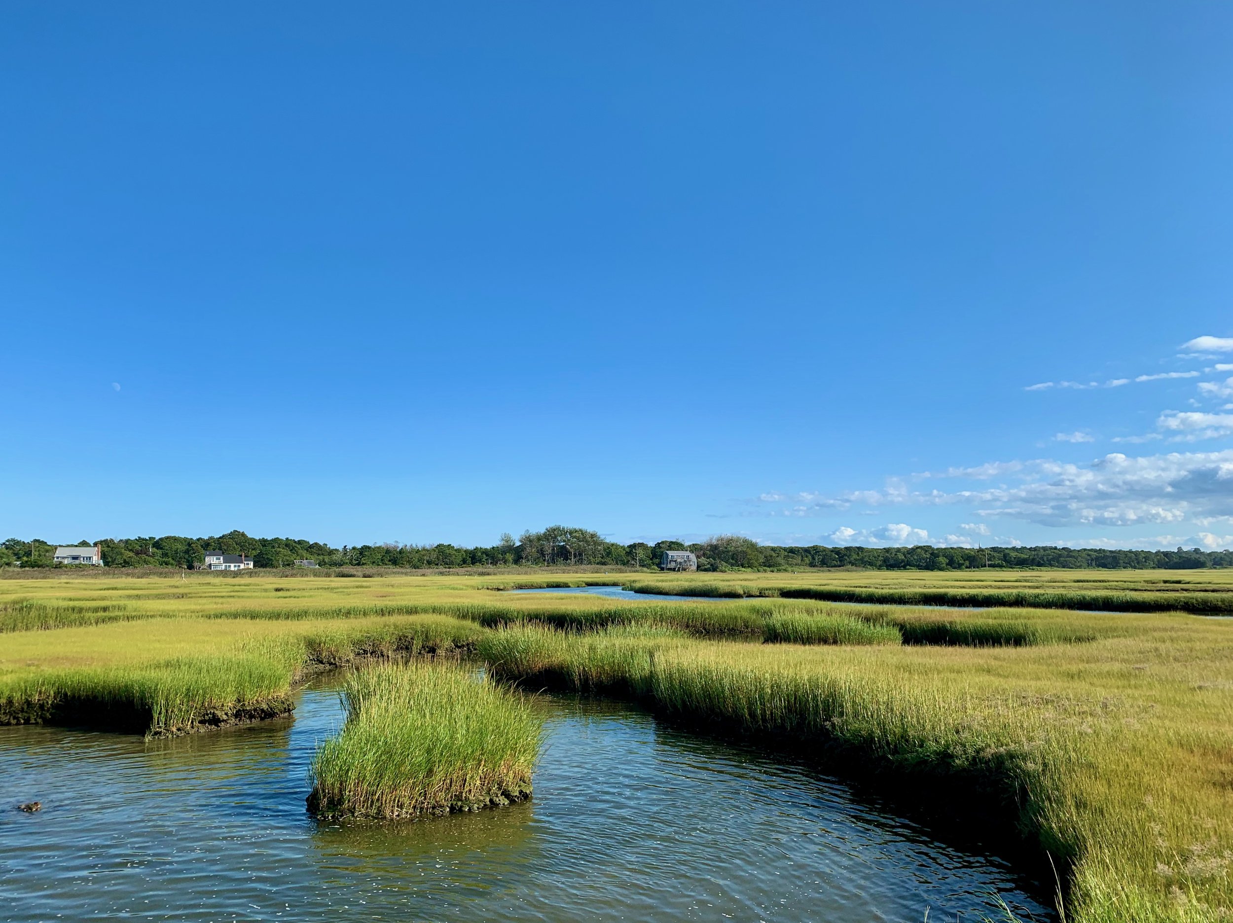 A landscape of a marsh with tall green grasses and a small winding waterway, with a row of houses and trees in the background under a blue sky with some clouds.