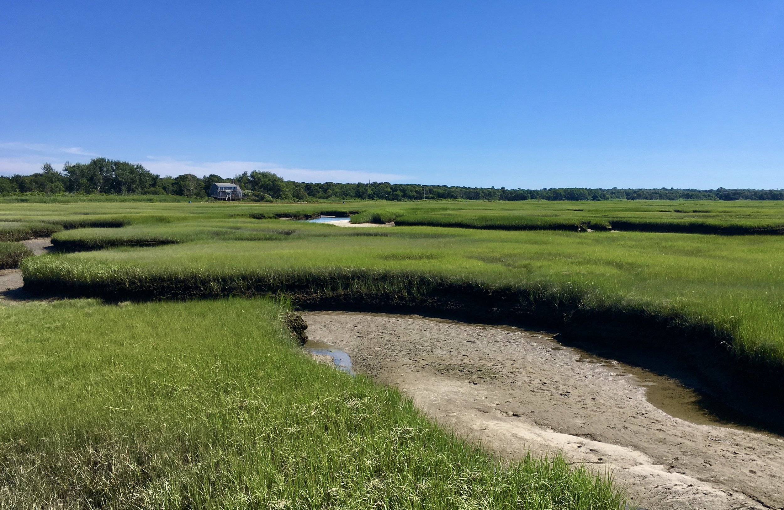 A marshland with lush green grass and a small water channel, a house on stilts in the background, and a clear blue sky.