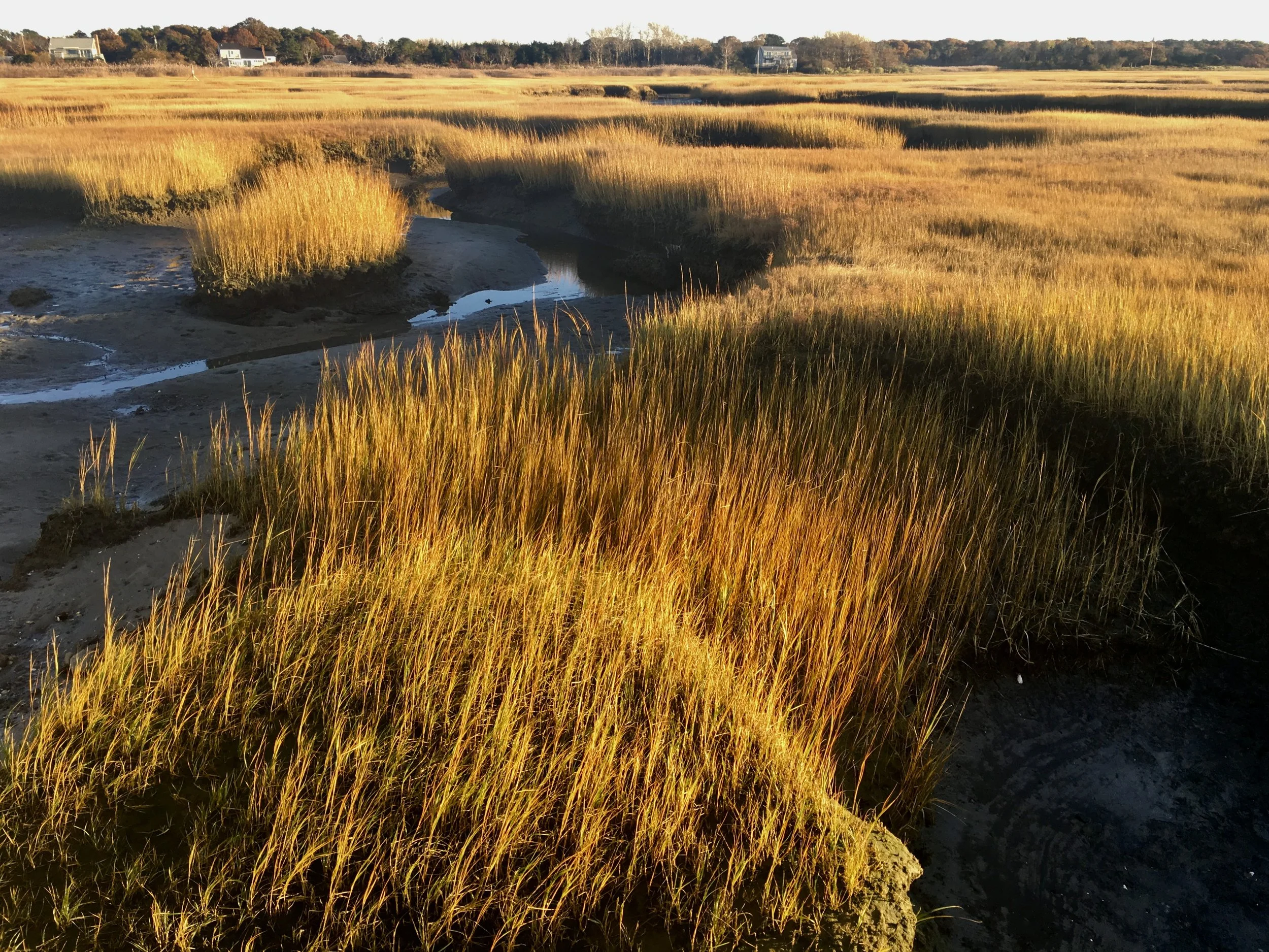 Tall, golden marsh grass with small water channels running through it, illuminated by late afternoon or early evening sunlight, with houses visible in the distance against a clear sky.