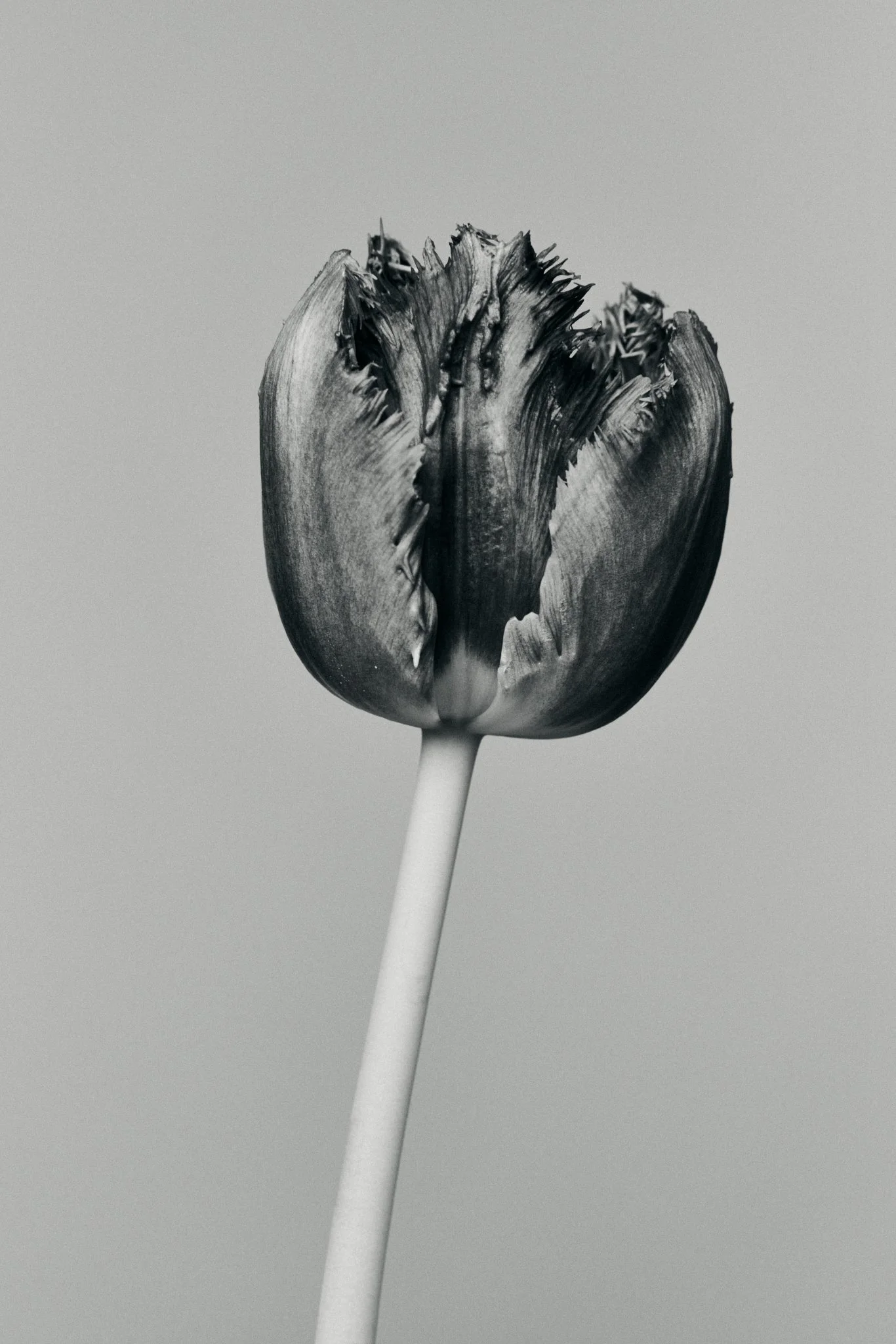 Black and white photograph of a partially peeled tulip with a long stem, set against a plain background.