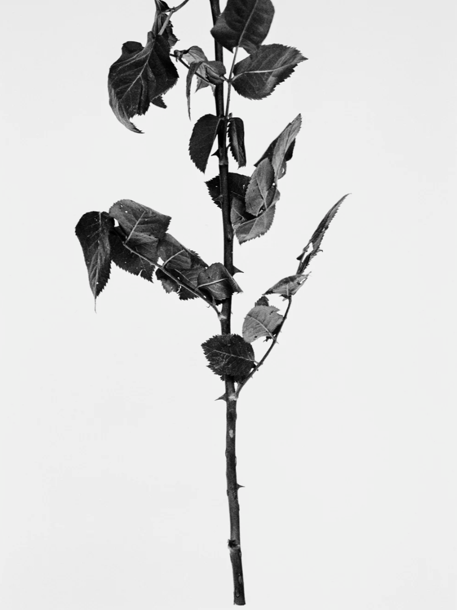 A black-and-white photo of a single stem rose with several leaves against a plain background.