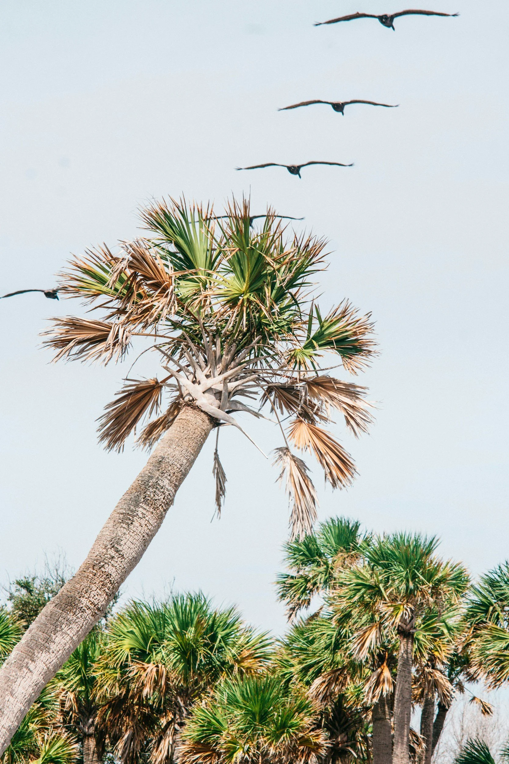 Group of palm trees with a cloudy sky in the background.