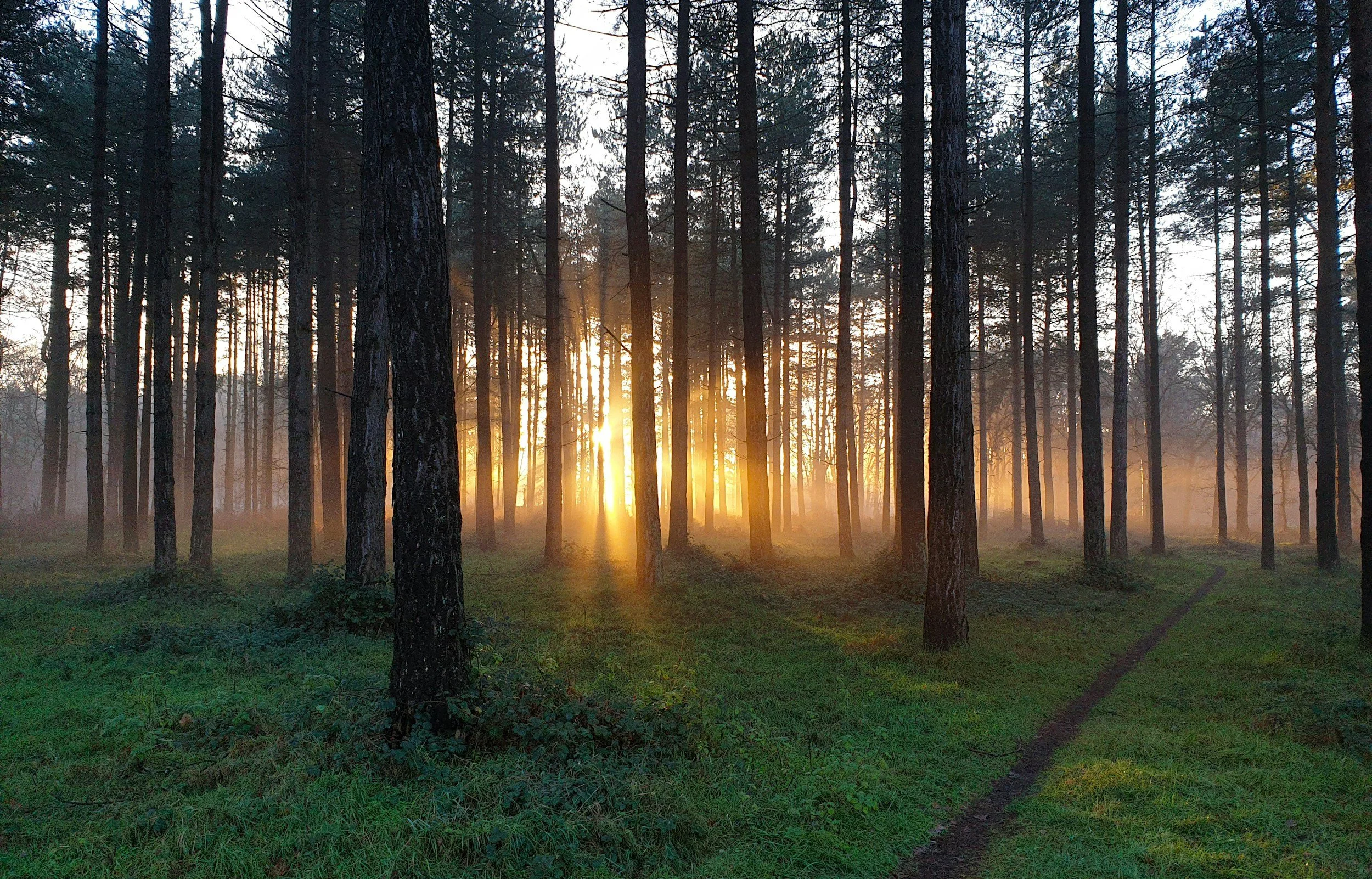 A forest scene at sunrise with tall trees and green grass, sunlight shining through the trees.
