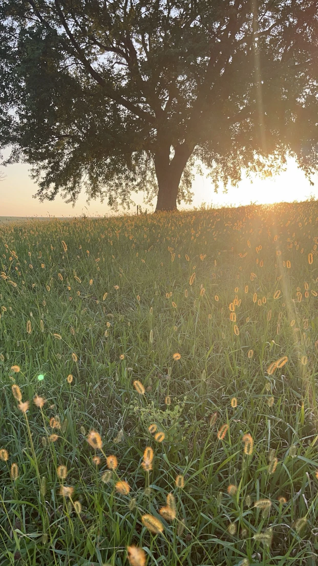 Mature tree on a rural Iowa acreage symbolizing long-term planning, stewardship, and sustainable growth.
