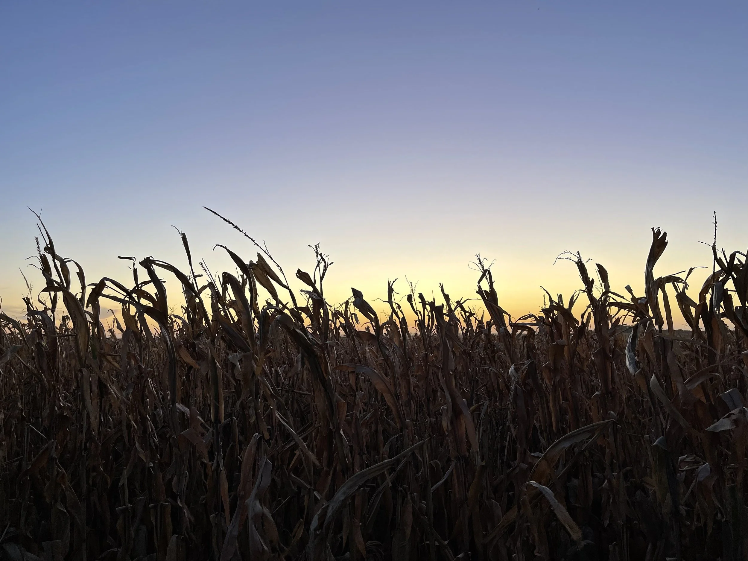 Mature cornfield at harvest time at sunset, with a clear sky above.