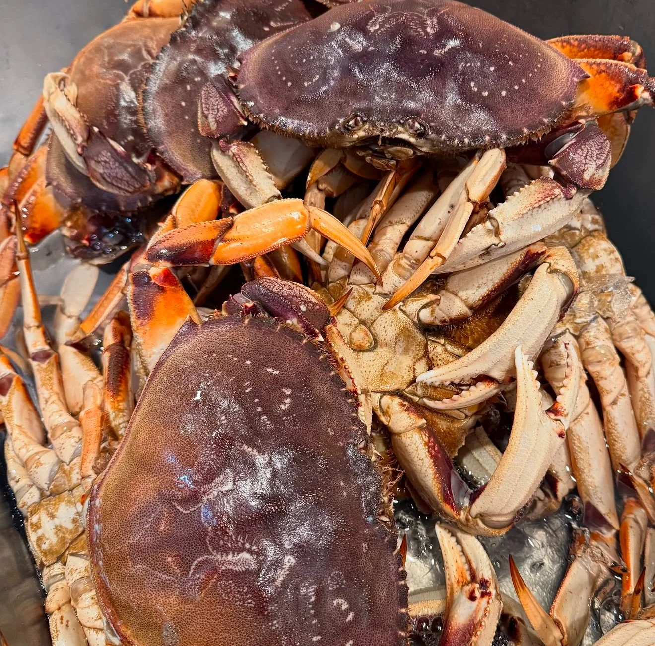 Fresh crabs and lobsters stacked together on a surface.