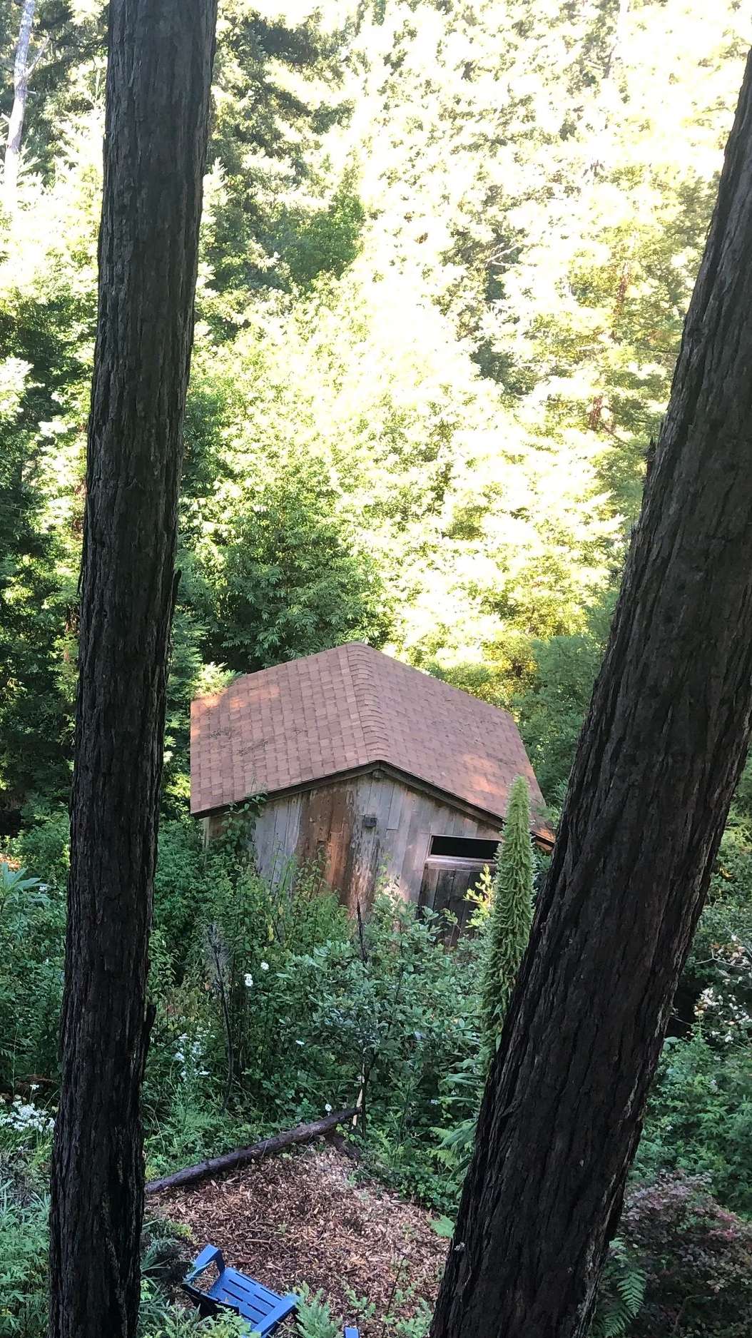 What looks to be a small wooden shed is actually a secret bar, which is surrounded by dense green foliage and trees.