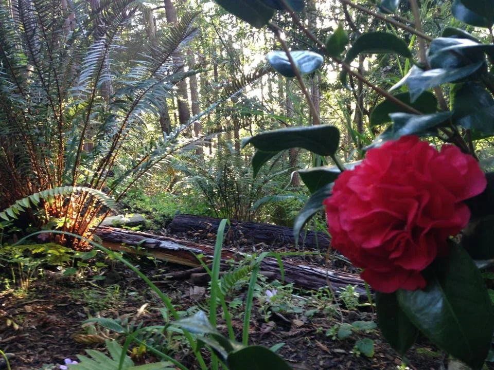 A forest scene in Monte Rio with trees, ferns, and various green plants. A pink camellia flower is in the foreground on the right side. Sunlight filters through the trees, creating a serene and lush environment.