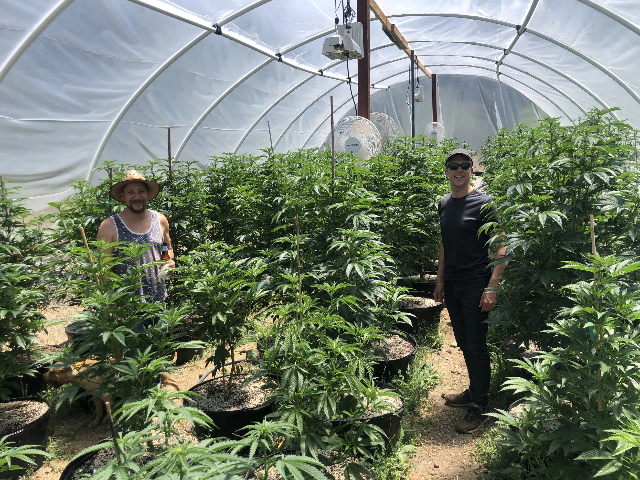 A tour of a licensed cannabis grow operation inside a greenhouse filled with potted cannabis plants, with fans and growing equipment visible in the background.