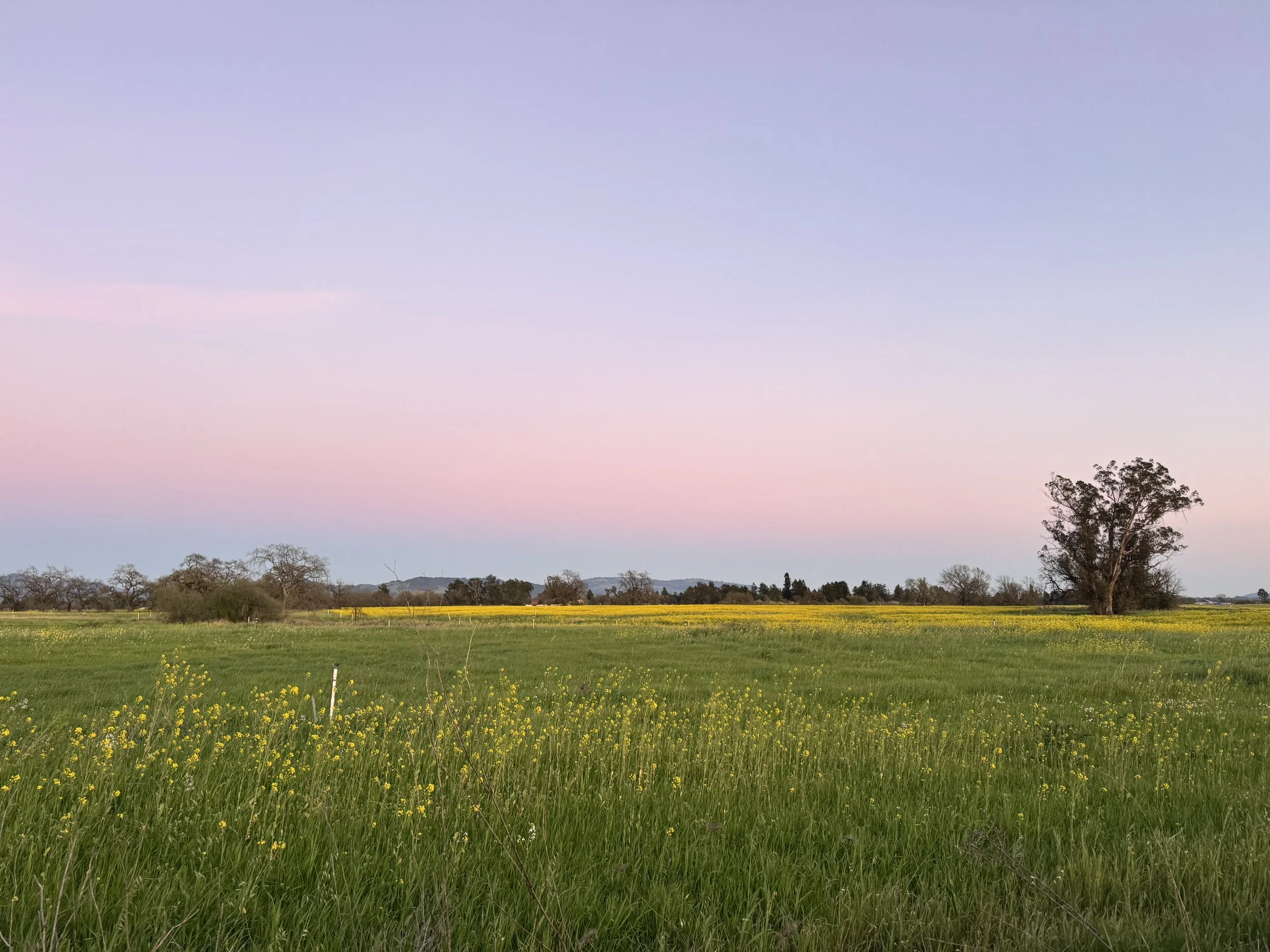 A scenic landscape in West Sonoma with a large green field, small yellow flowers, and sparse trees under a pastel-colored sky with hues of pink, purple, and blue.