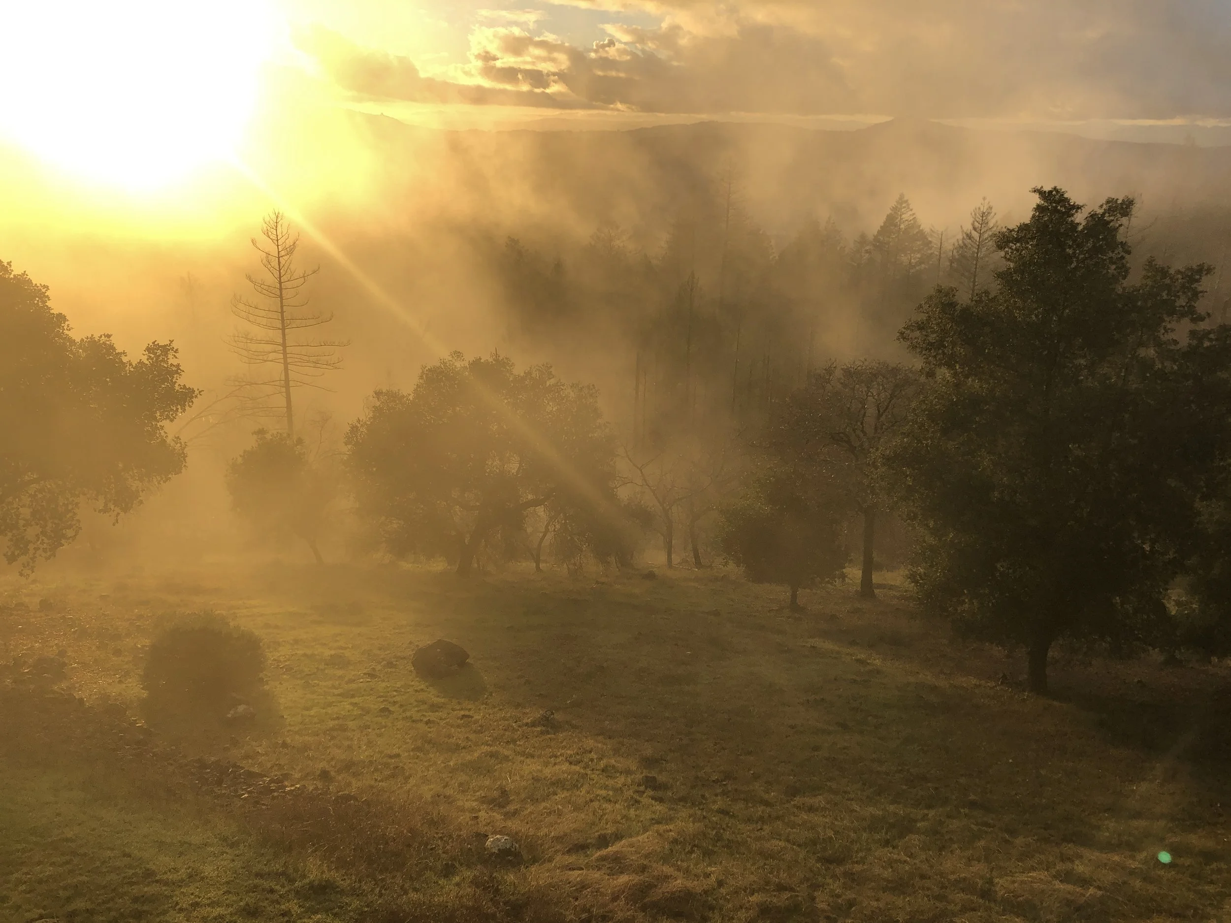 Sunset over a forested landscape with trees and a slightly cloudy sky, creating a warm and hazy atmosphere.