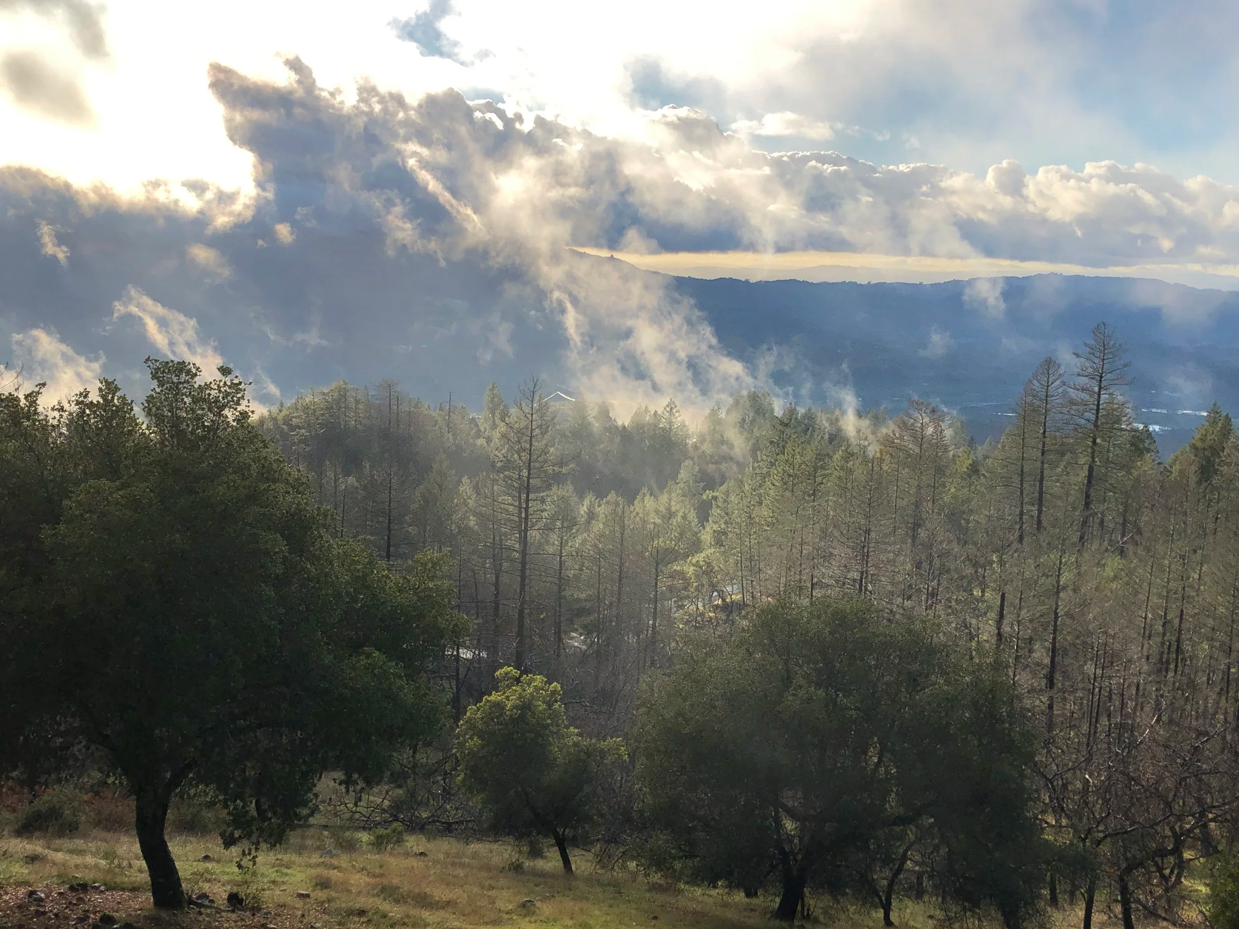 A Sonoma landscape photograph of a forested mountain area with clouds and fog in the sky.