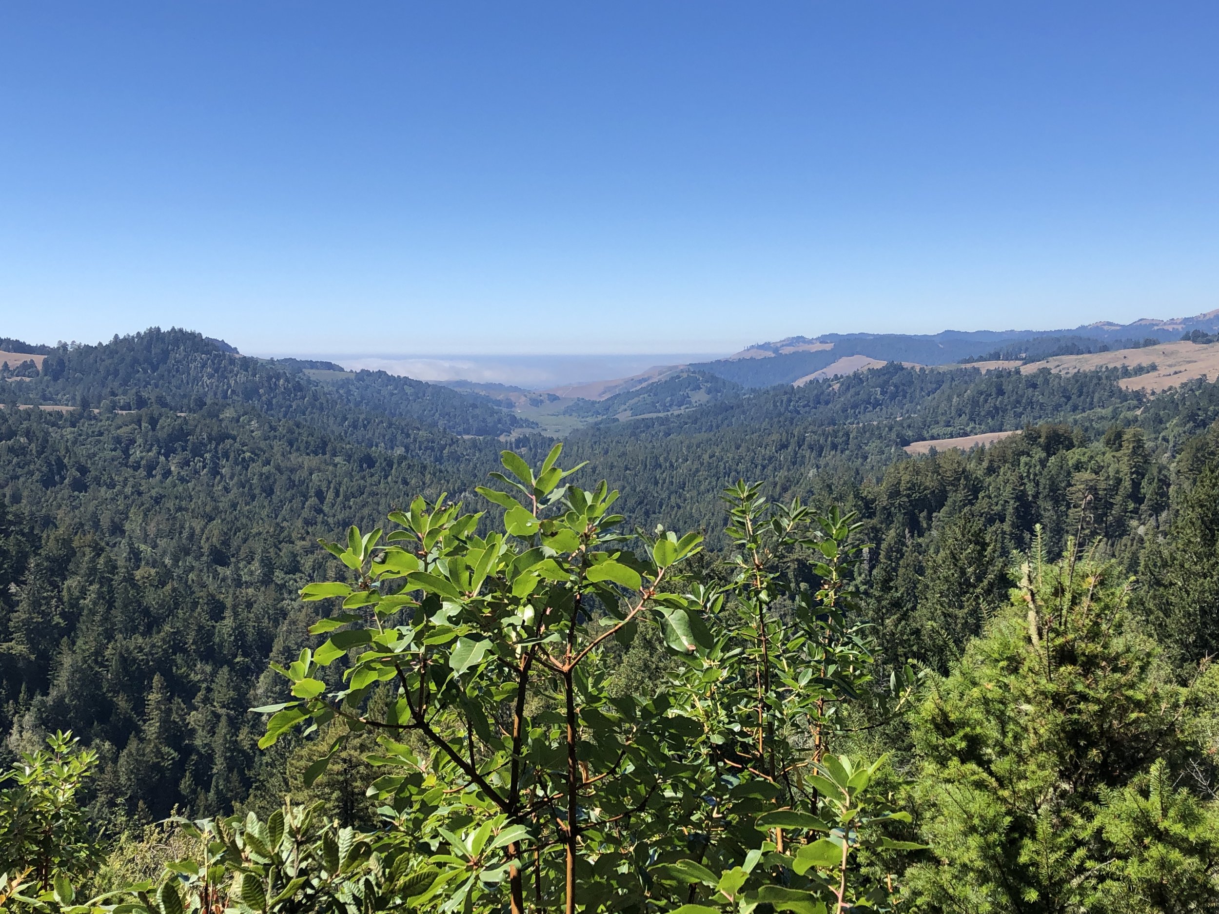 A view of rolling green hills covered with forests under a clear blue sky, with a few leaves in the foreground.