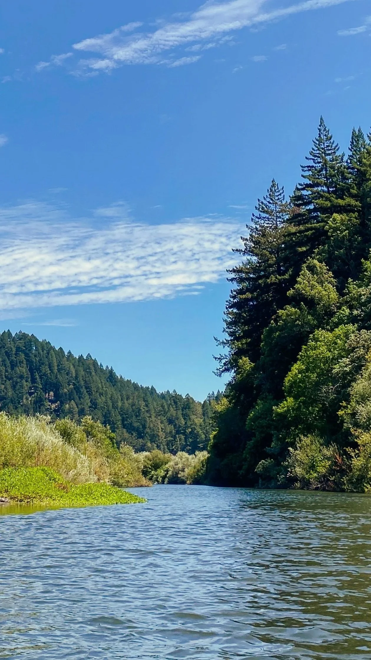 The Russian River flowing through a forested valley with tall pine trees on the right and lush greenery on the left under a clear blue sky with scattered clouds.