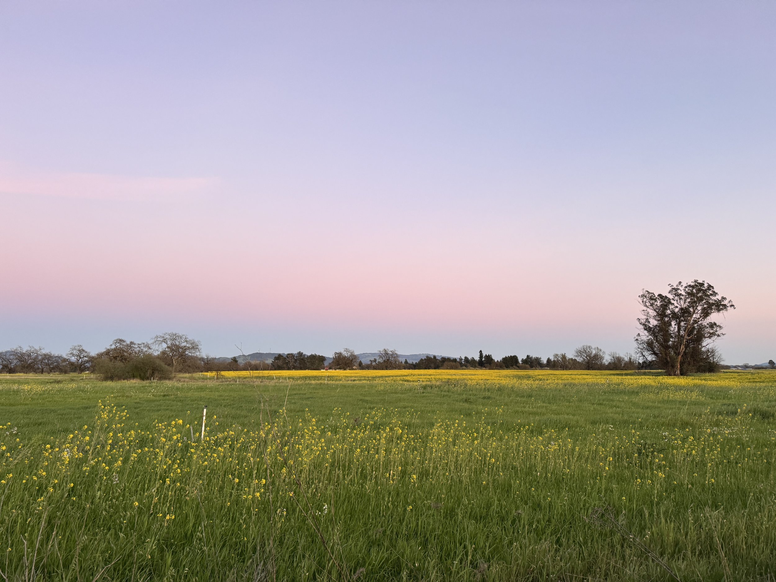 A scenic view of a West Sonoma field with green grass and yellow flowers, trees in the distance, and a pastel-colored sky during sunset or sunrise.