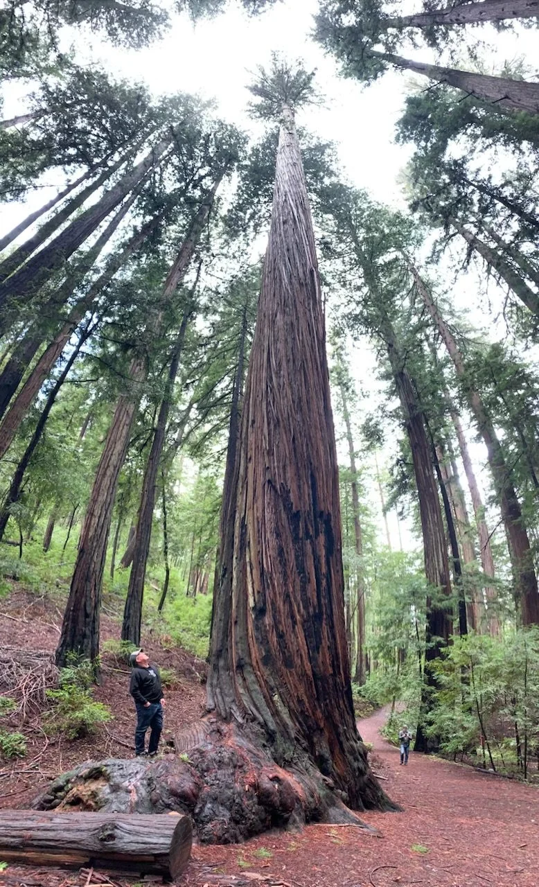 A man standing near a massive redwood tree in a forest, looking up at the towering tree while other trees and a walking path are visible in the background.