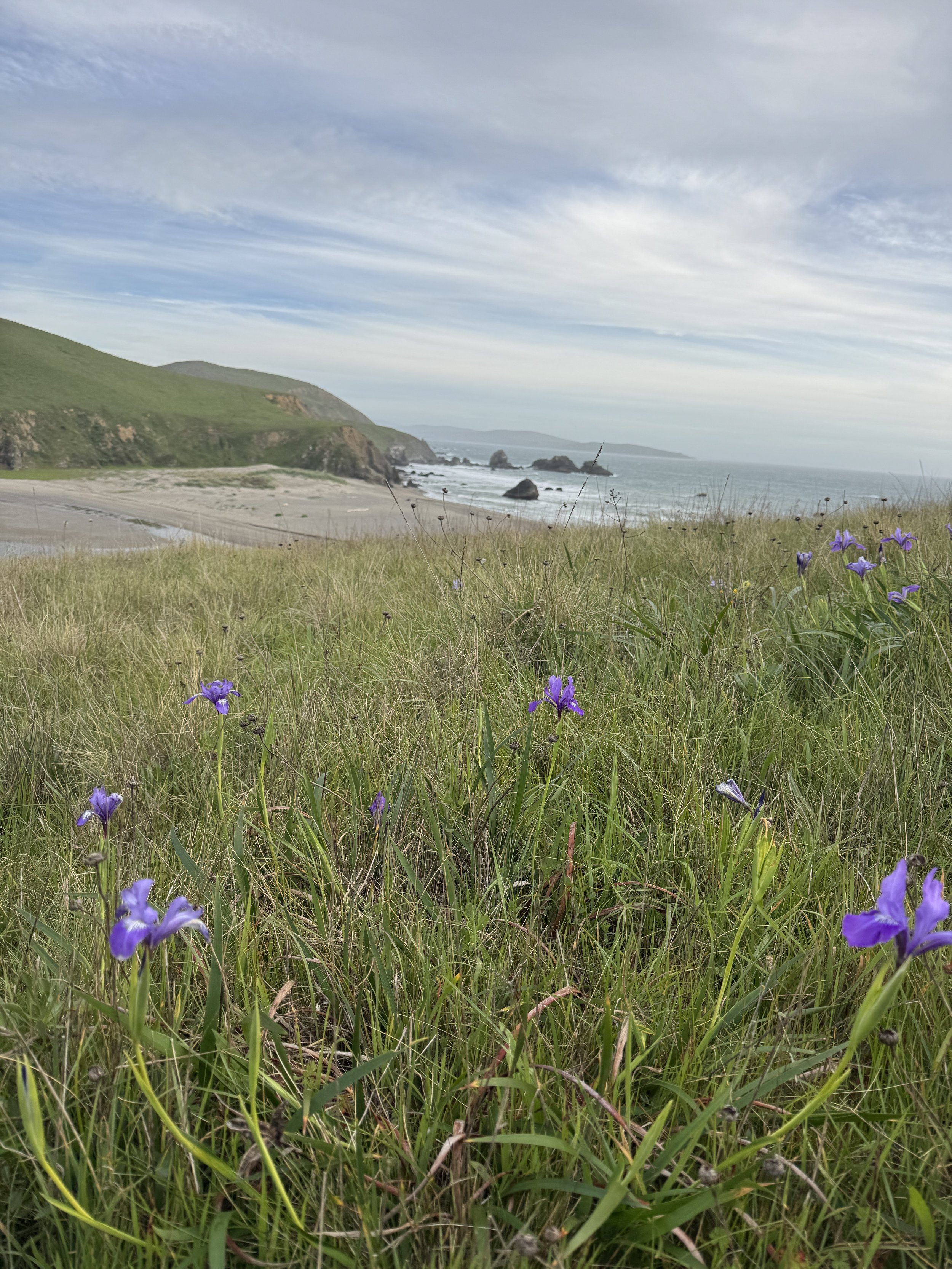 A scenic coastal landscape with grassy foreground, purple wildflowers, sandy beach, rocky cliffs, and ocean waves under a partly cloudy sky.