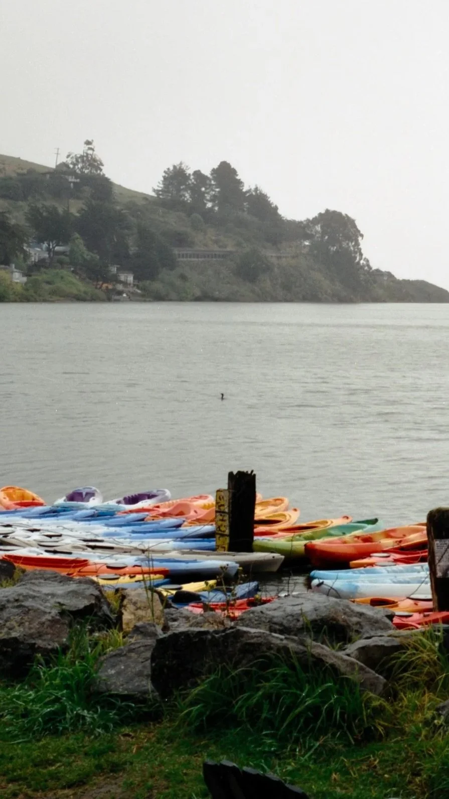 Colorful kayaks and paddle boats lined up along the rocky shoreline in Jenner by a calm body of water with a hillside and trees in the background.