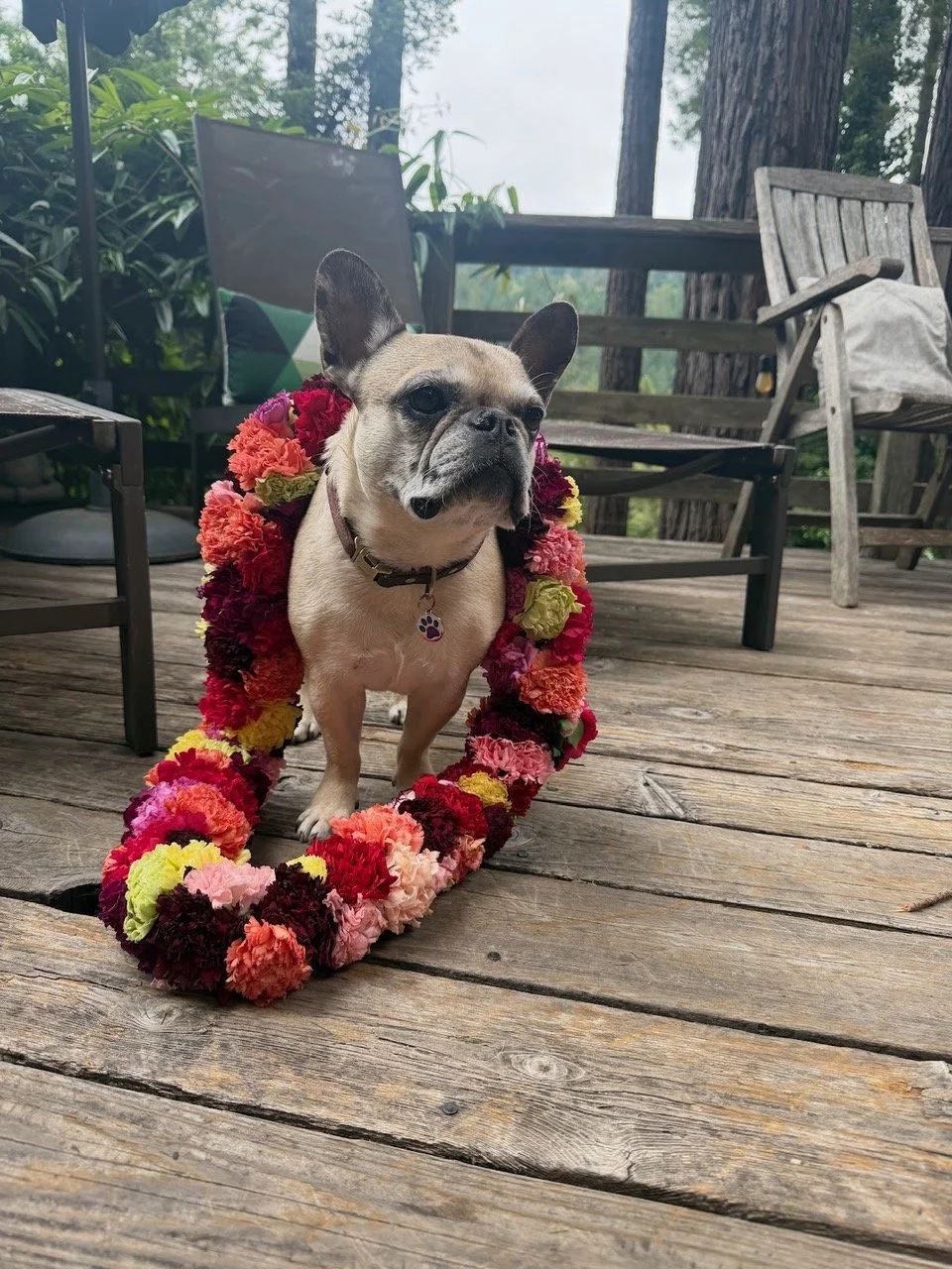 A French Bulldog sitting on a wooden deck, surrounded by and wearing a lei made of colorful flowers, with outdoor chairs and trees in the background.