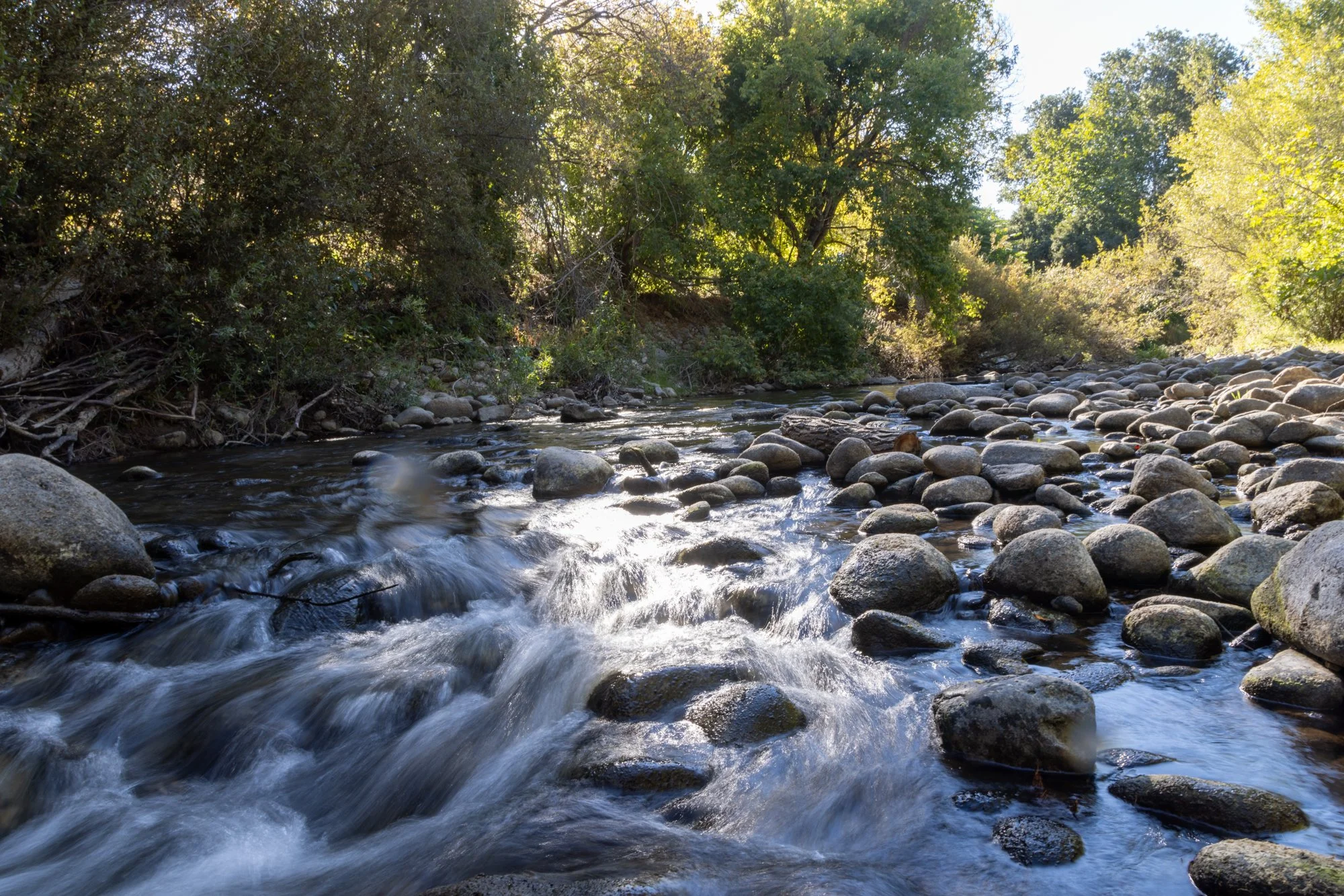 A flowing stream with rocks and pebbles, surrounded by trees with green foliage in a forest setting.