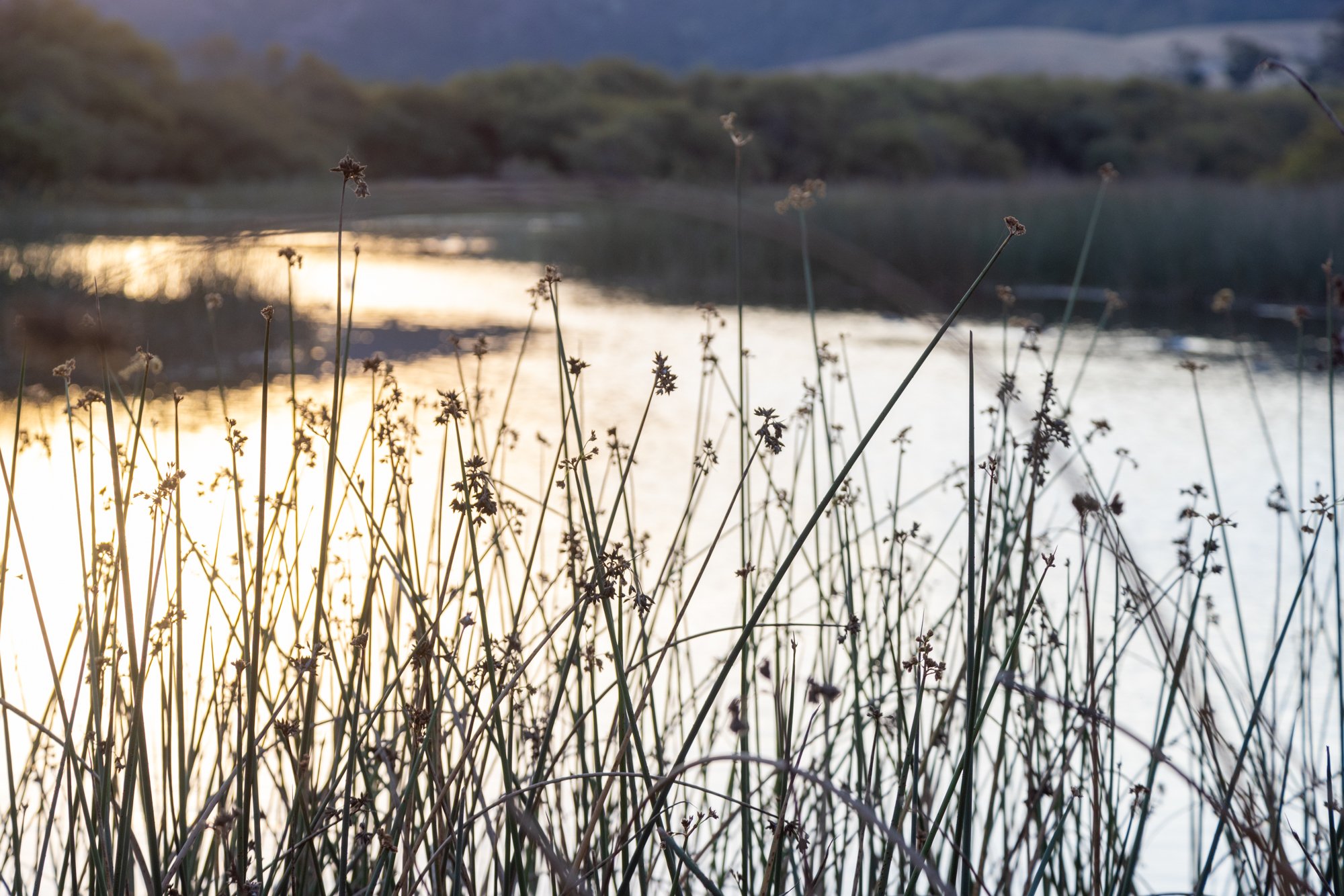 Reeds in front of water at sunset time