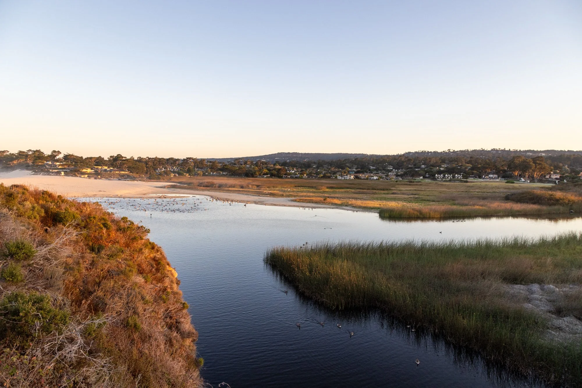 A calm river flowing through a wetland area with tall grasses and bushes, with a residential neighborhood and green hills in the background under a clear sky.