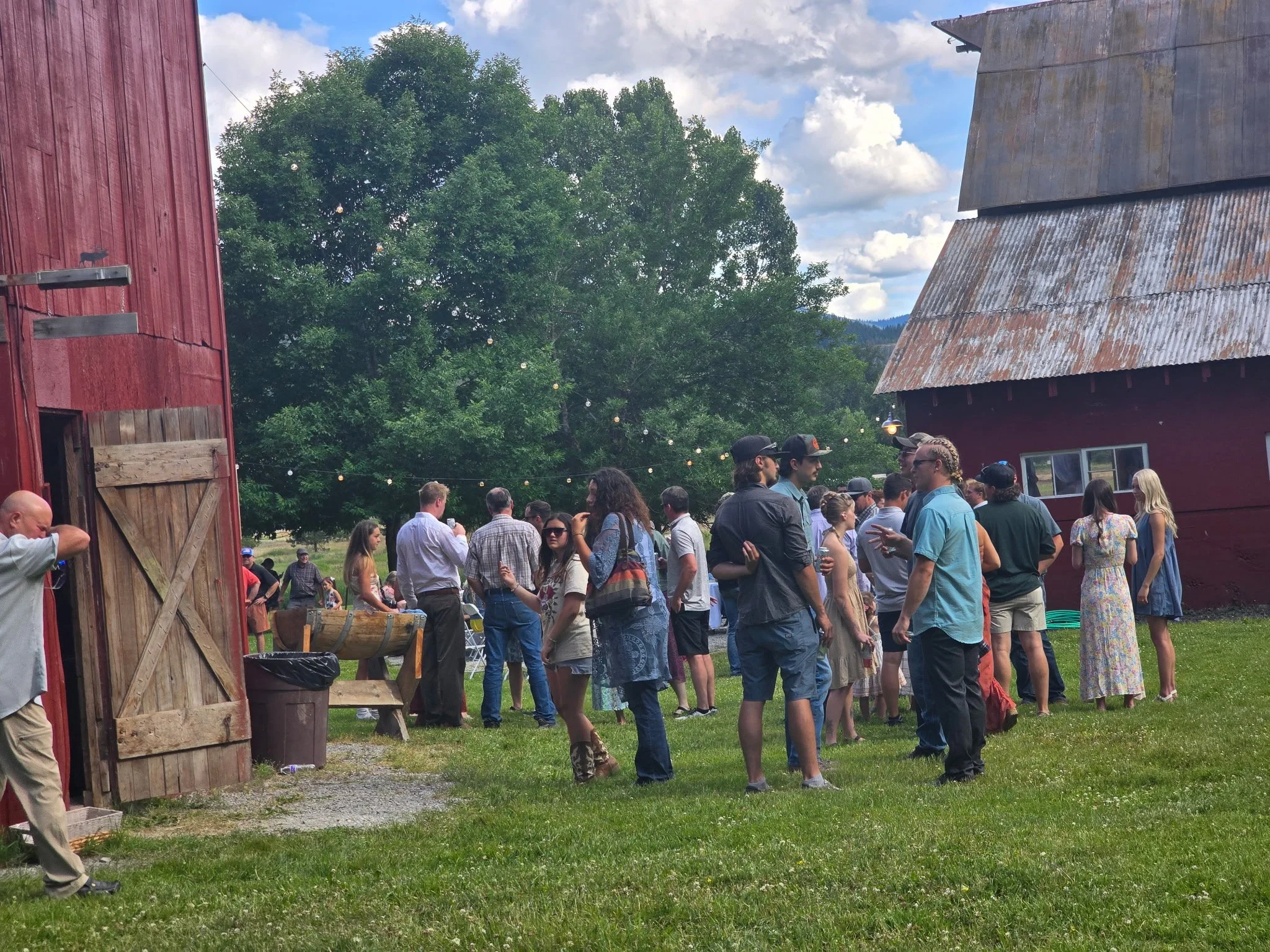 Group of people gathered outdoors near red barns and large green trees, with string lights overhead on a cloudy day.