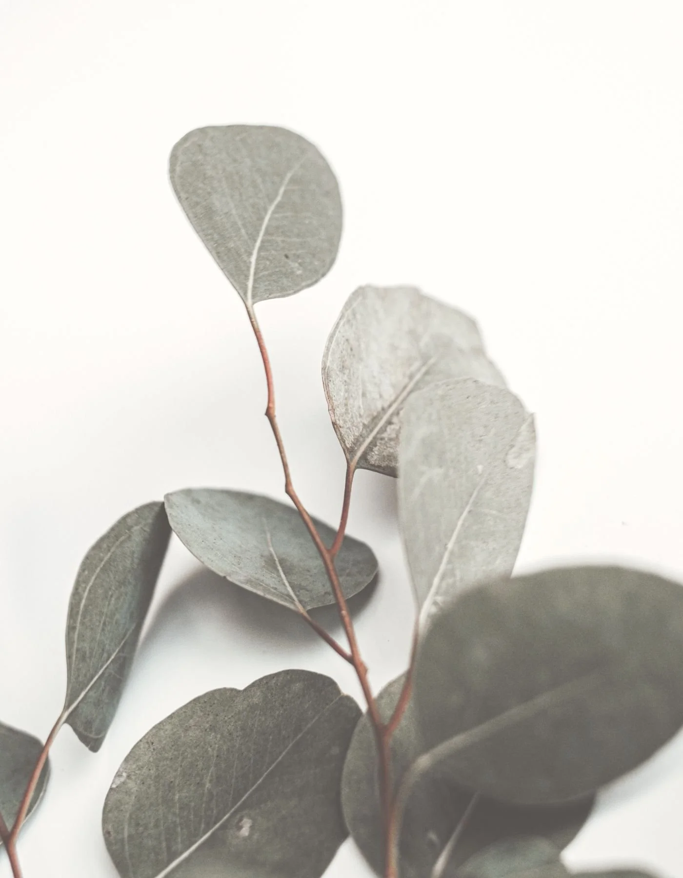 Close up eucalyptus leaves symbolizing growth and healing through telehealth therapy in Rhode Island