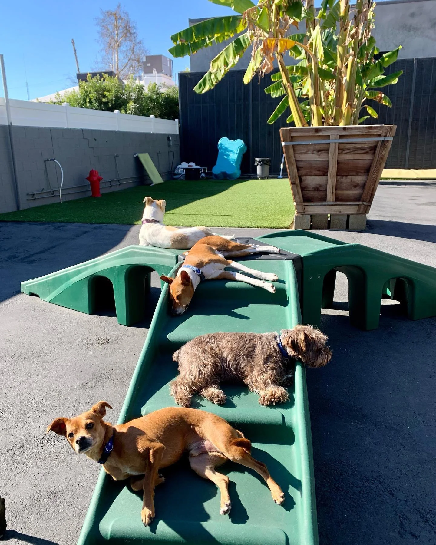 Four dogs relaxing on and around a small green plastic slide in a backyard. One dog is lying on top of the slide, another at the bottom, and two others rest nearby on the ground.