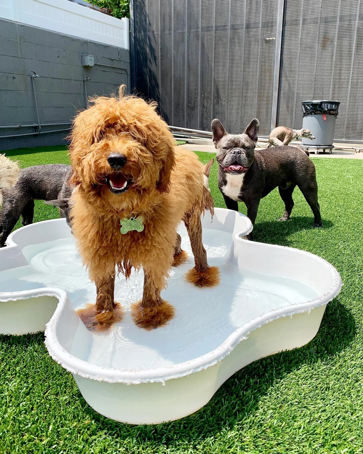 A group of dogs enjoying a small pool on a sunny day in a backyard. One dog is standing in the pool, another is on the grass, and two are in the background near a trash bin.