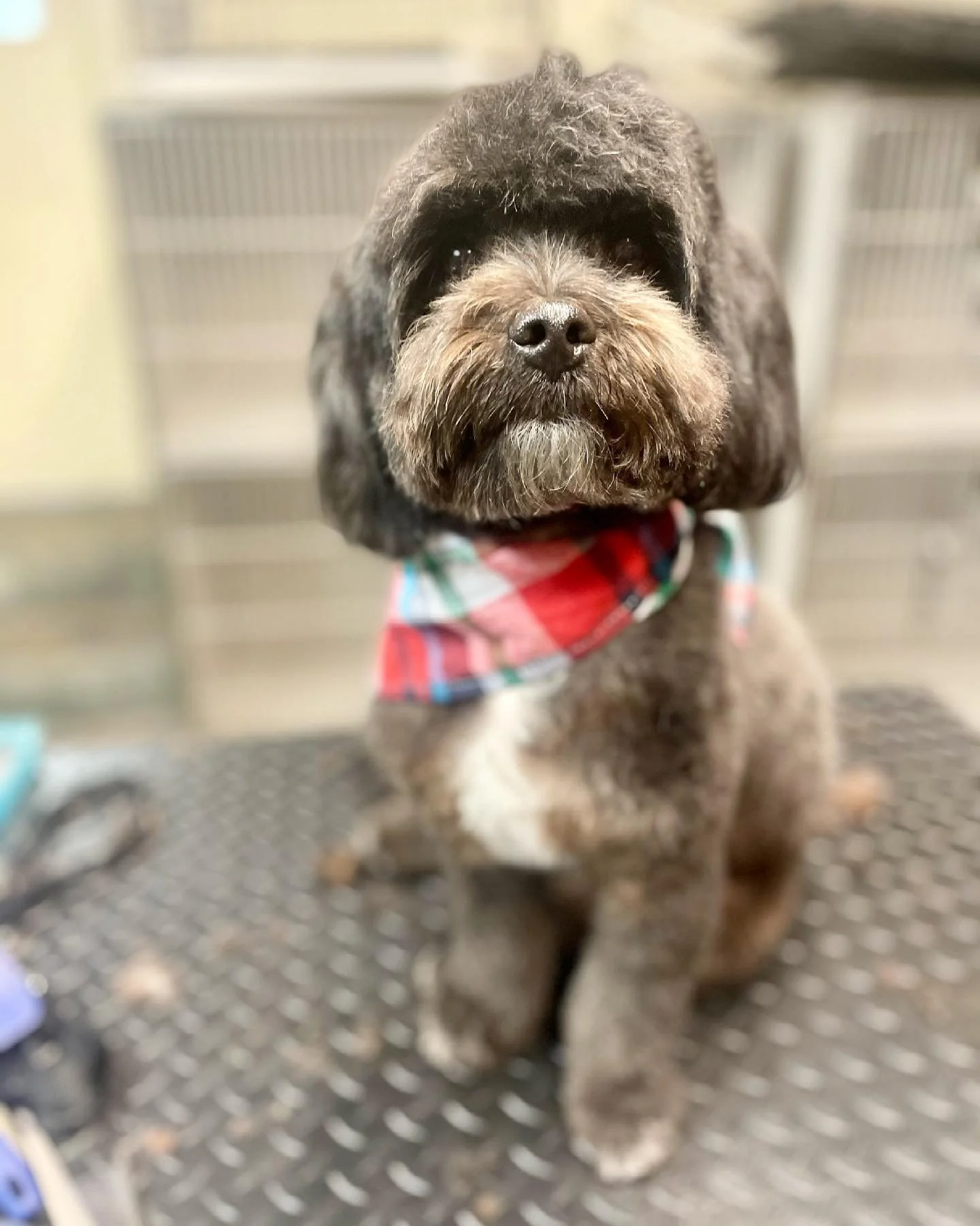 A brown and black fluffy dog wearing a red and green plaid bandana, sitting on a black textured floor, with a background of a commercial kitchen or pet grooming area.