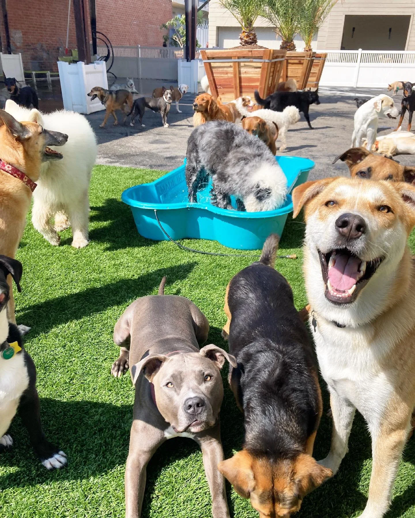Group of dogs in a backyard, some in a blue plastic kiddie pool, with a grassy area and modern houses and palm trees in the background.